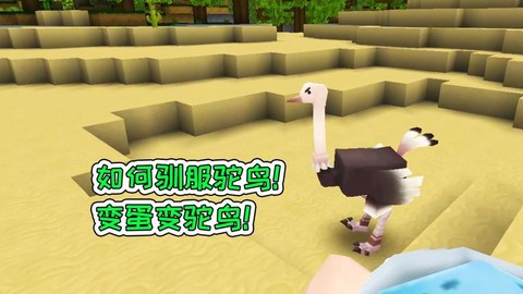 迷你世界如何训服驼鸟[图1]